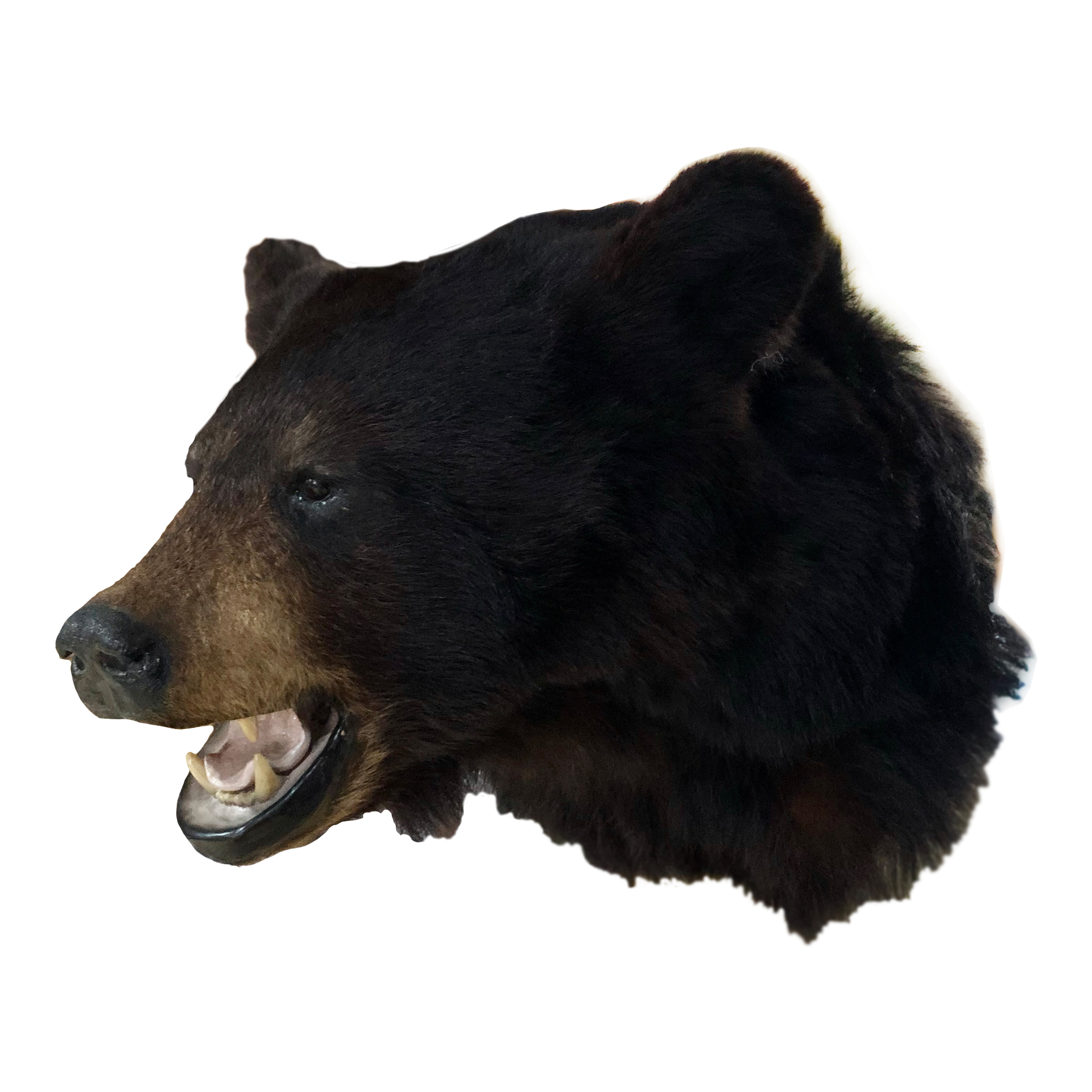 black bear shoulder mount price