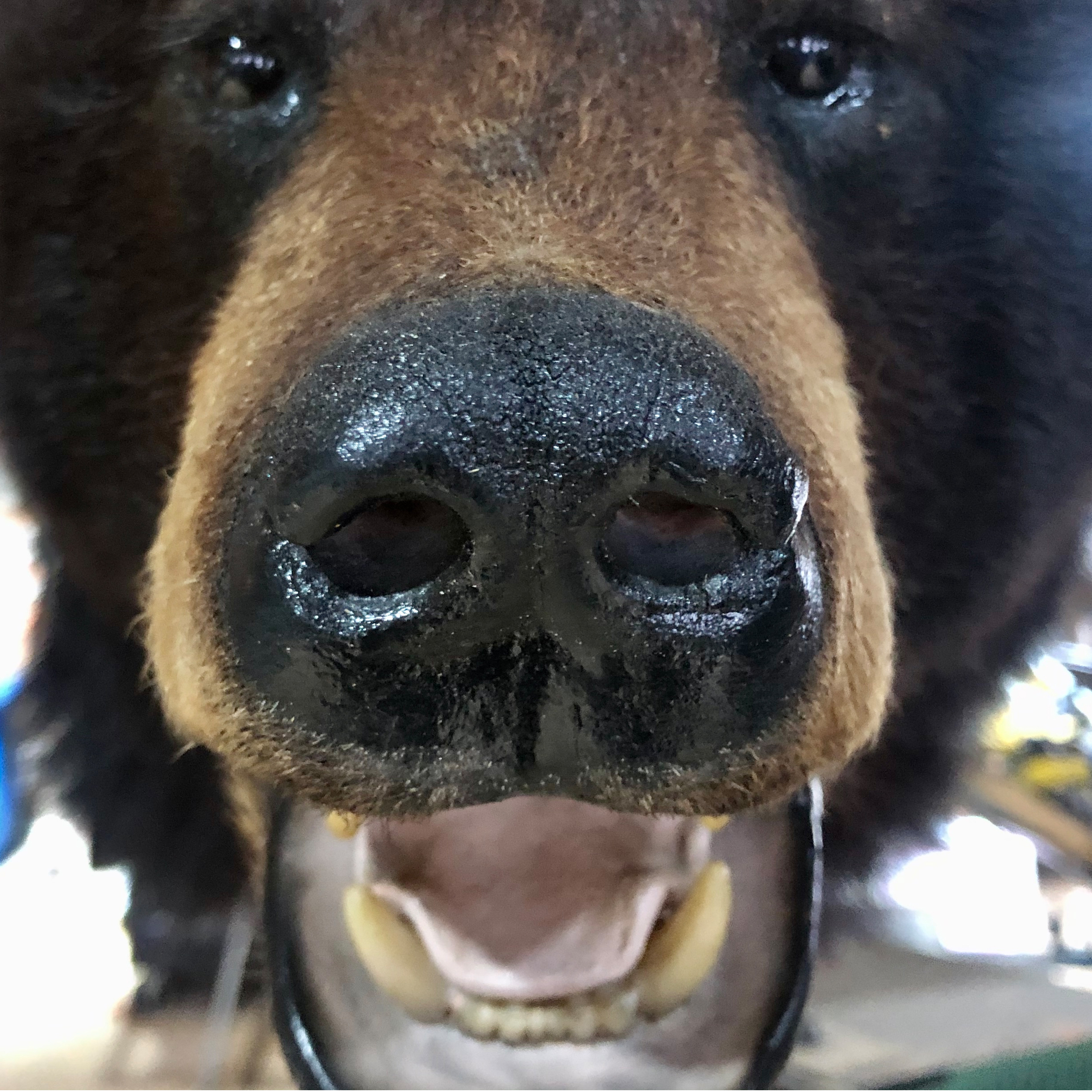 taxidermy black bear head mount