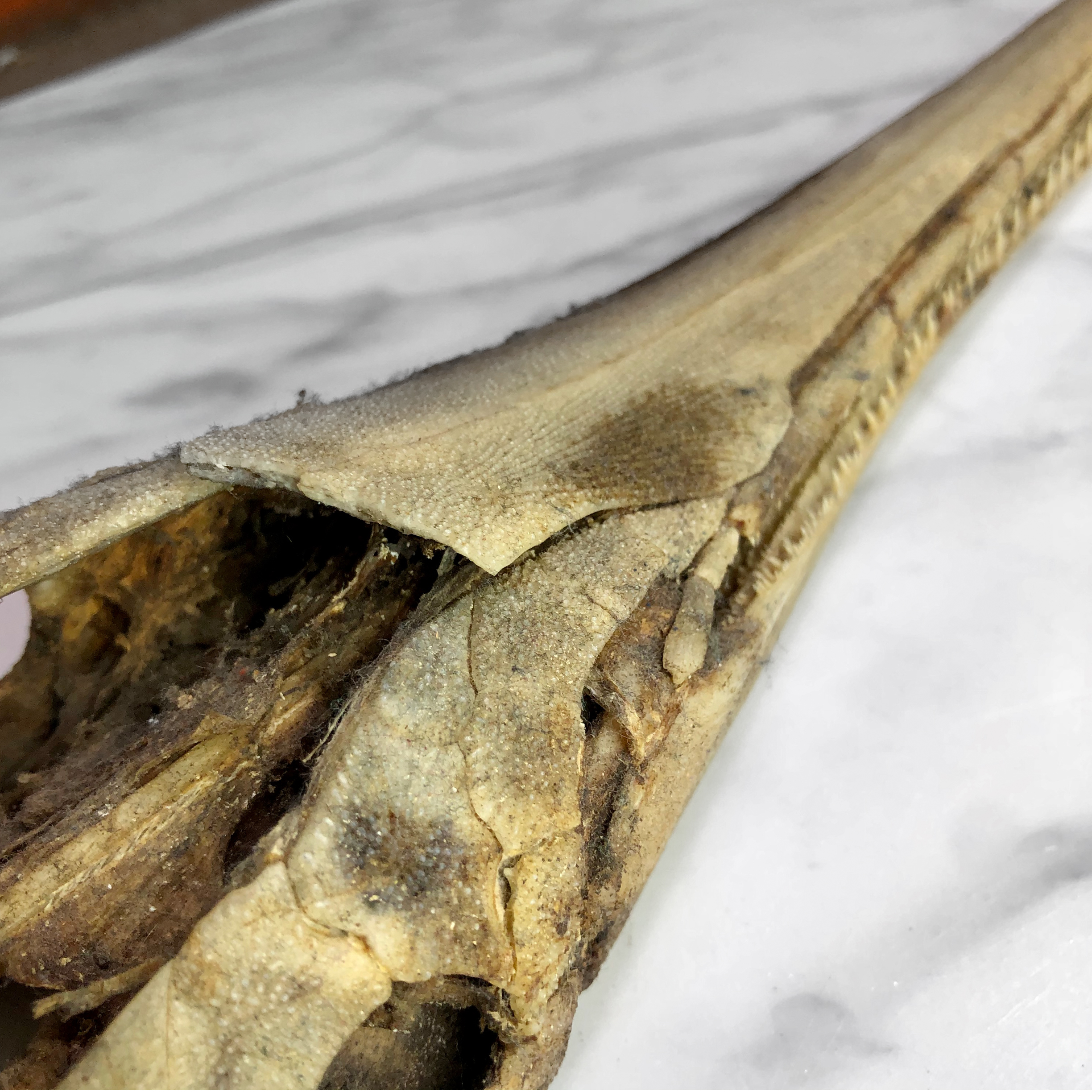 Vintage American Alligator Gar Fish Natural Skull Taxidermy - Scranton ...