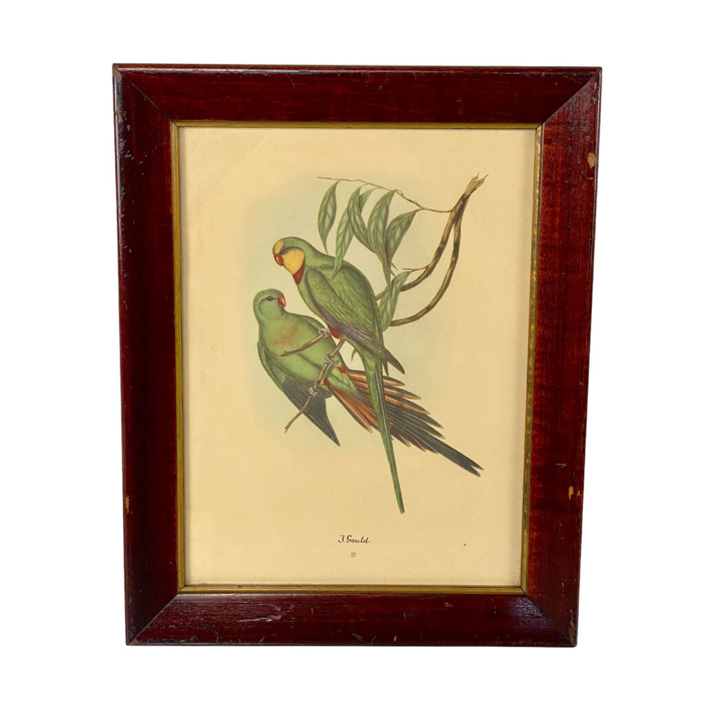 Vintage Hollywood Regency Coastal Parrot Bird Lithograph Art - Scranton ...