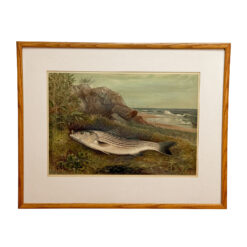 Antique Coastal Stripped Bass "Game Fishes of the US" by Kilbourne Lithograph